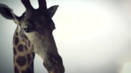 New 2014 - Wiz Khalifa - Cabin Feve - Smokin Drink ft. Problem [official Video]