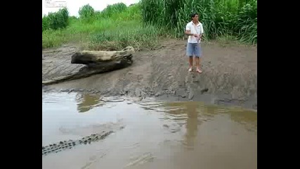 Опасно хранене на крокодили !