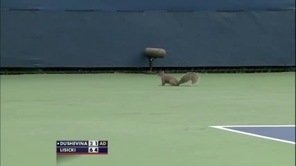 Катерица нахлува на корта