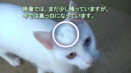 Бяла Котка със Различен Цвят на Очите