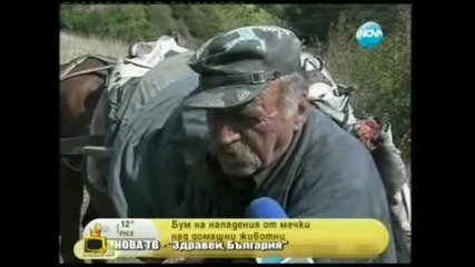 Мечка опълченец