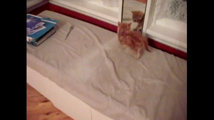 Коте се плаши от отражението си 