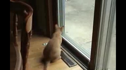 Смешни котки