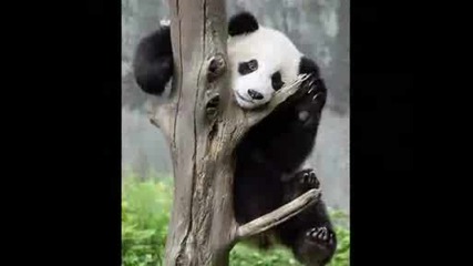 polar panda cat
