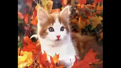 Sweety