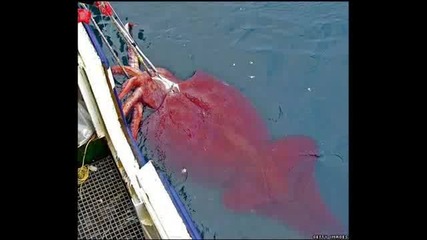 The Worlds Biggest - Animals 