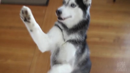 Dubstep Dog