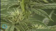 Australian Company Is One Step From Exporting Medical Marijuana to Canada