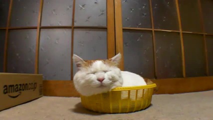 I don't care cat