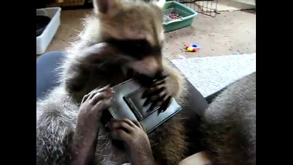 Енотче си Пробва Зъбите с Калъфа на Камерата !? Cute baby raccoons