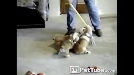 Кучетата помагат за чистене на пода