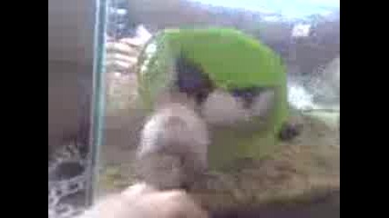 Video - 0010.3gp