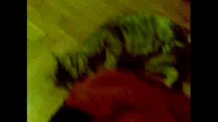 Chinchilka.mp4