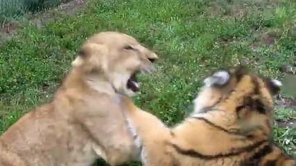 Бебе лъв срещу бебе тигър Сладури!