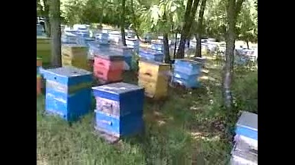 pchelin v rusensko 350 semeystva