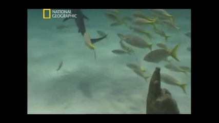 National Geographic - Бермудски триъгълник част 5/5 + бг вградени субтитри High Quality