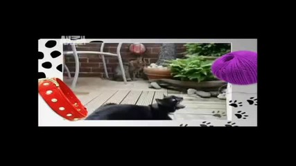 Най - забавната реклама с животни :)