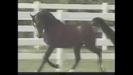Arabian horses ( Sash - Adelante ) 