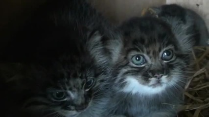 Pallas Cat Kittens - 5 weeks old 