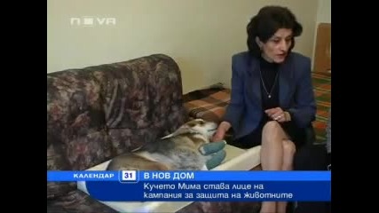 Кучето Мима Става Лице На Кампания Срещу Насилието