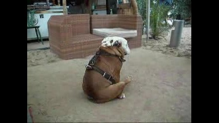 Hundetanz
