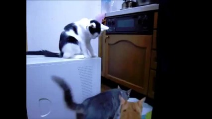 Котка интригант - Супер зло коте