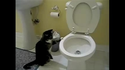 Cat Flushing a Toilet