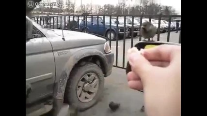 Руснак храни птиците от автомобила си!