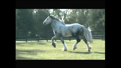 The Stallions of Villa Vanners... 