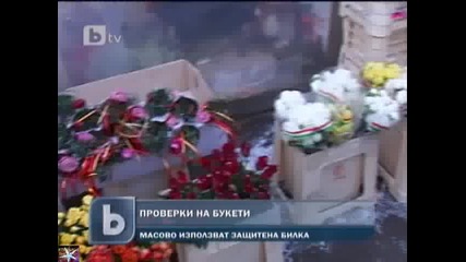 Глоби и скандали на 8 март, Защитена билка в букети масово, b T V Новините, 08 март 2011 