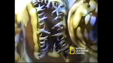 Monsters Of The Deep