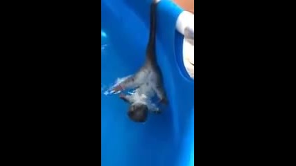 Смях ... Австралийски опосум се разхлажда в басейн !!!