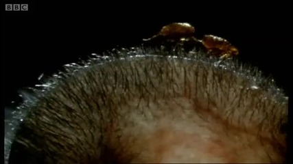 Plague rat experiment - Timewatch - Bbc 