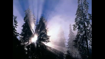 Дивата Природа (лес)
