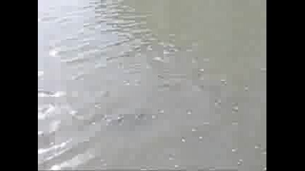 Fish Spawn