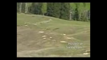 Мечка напада овце 
