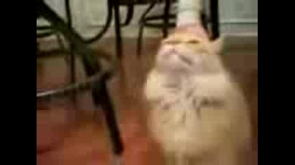 Говореща Котка