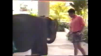 Elephant Groin Shot