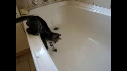[смях] Коте пада във вана с вода