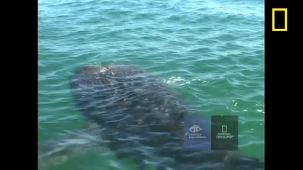 Whale Shark Encounter