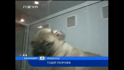 Варненци подаряват екзотични домашни любимци за Коледа