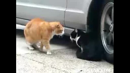 Спорът между 2 котки