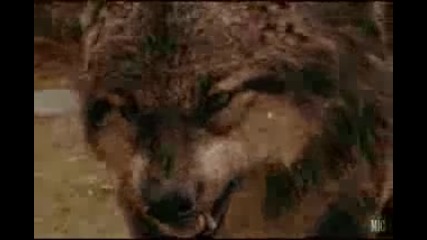 bella and the werewolfs