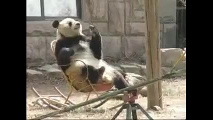 Мечка Панда на люлеещ се стол
