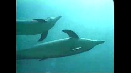 Делфини Плуват На Свобода