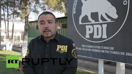 Чилийската полиция се сдоби с полицейско куче, тренирано в Русия