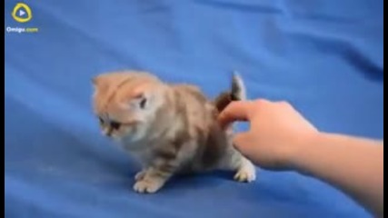 Много сладко коте!