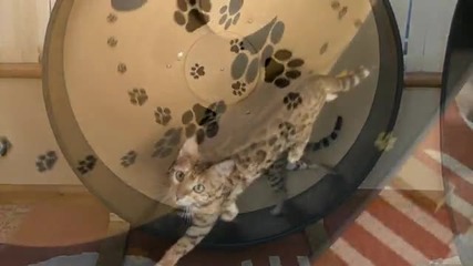 Смях! Котета тренират, като хамстери! 