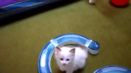 Котенцето Джиджи