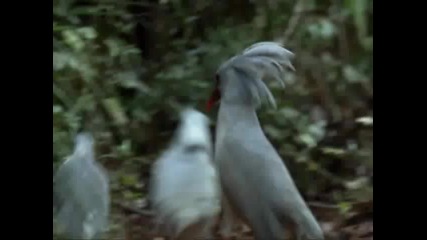 Bbc South Pacific 5 of 6 - Strange islands 1 част